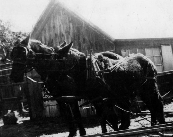 Team of horses harnessed for work with Ken Searles in 1944